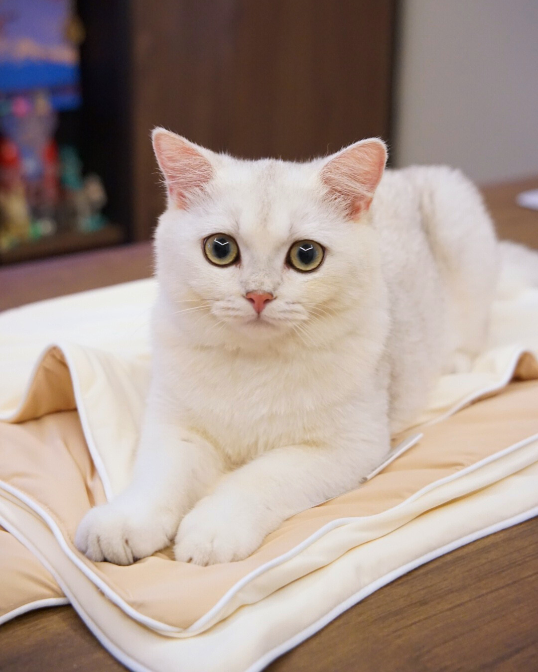 NEW DROP: Taro Matcha & Milk Tea Chiffon Cloud Blankets