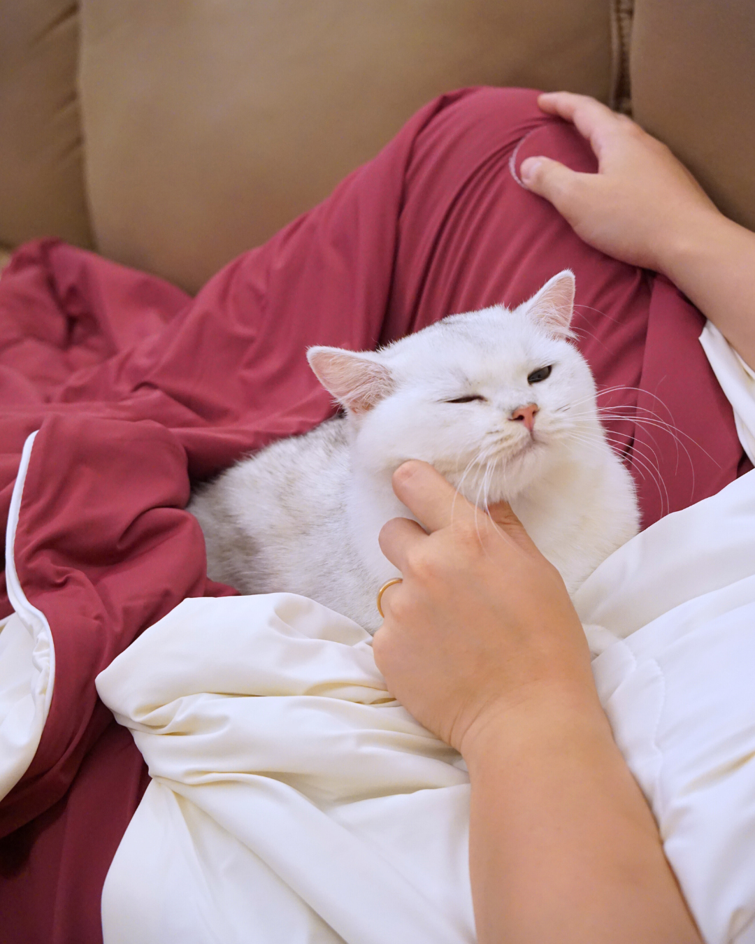 Christmas Pet & Pawrent Bundle