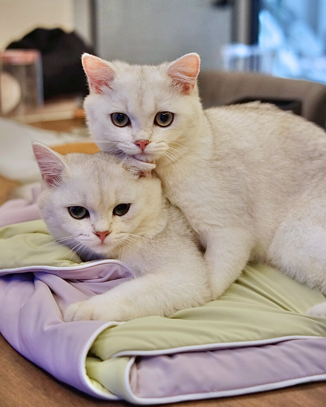 Classic Cloud Blanket Series