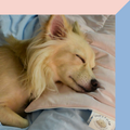 FujiCloud® Mochi Blanket