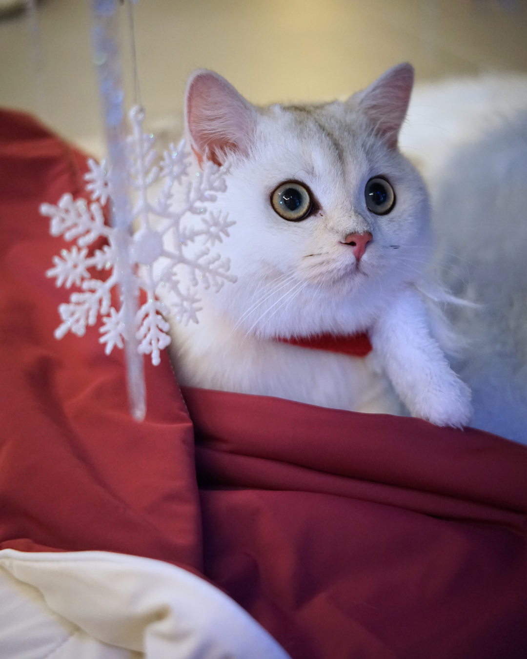 Exclusive Christmas Collector's Bundle