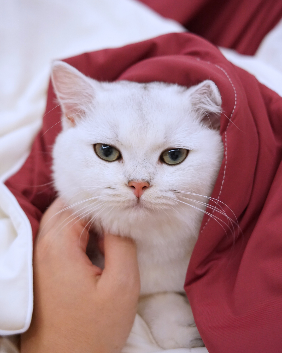 Christmas Cloud Blanket Series