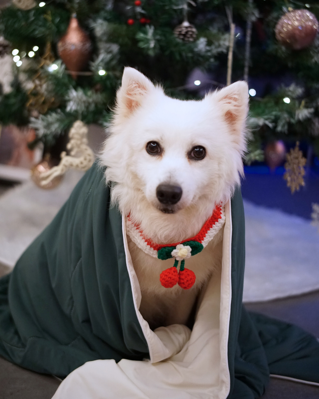 FujiCloud® Seasonal Limited Blanket