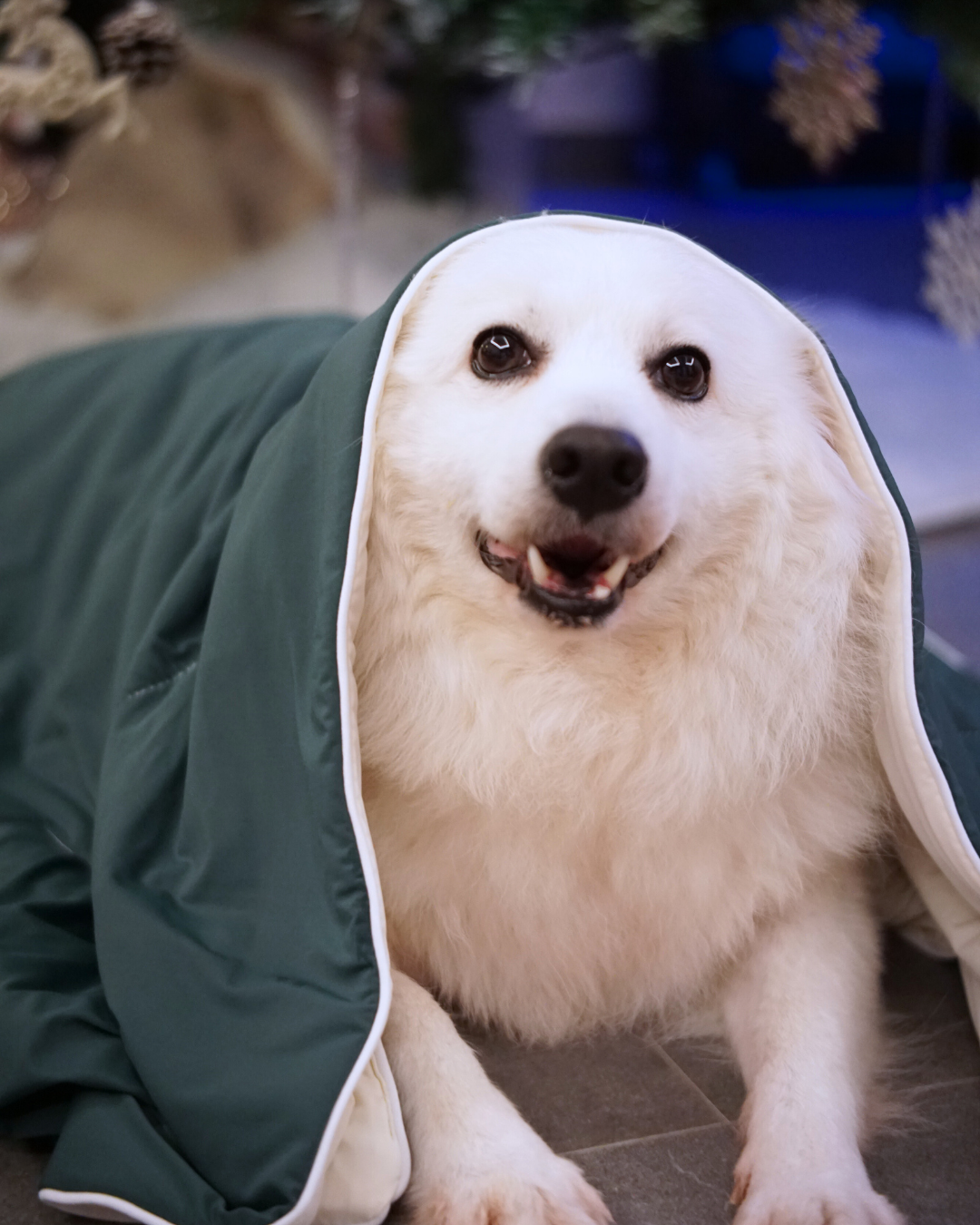 Exclusive Christmas Collector's Bundle