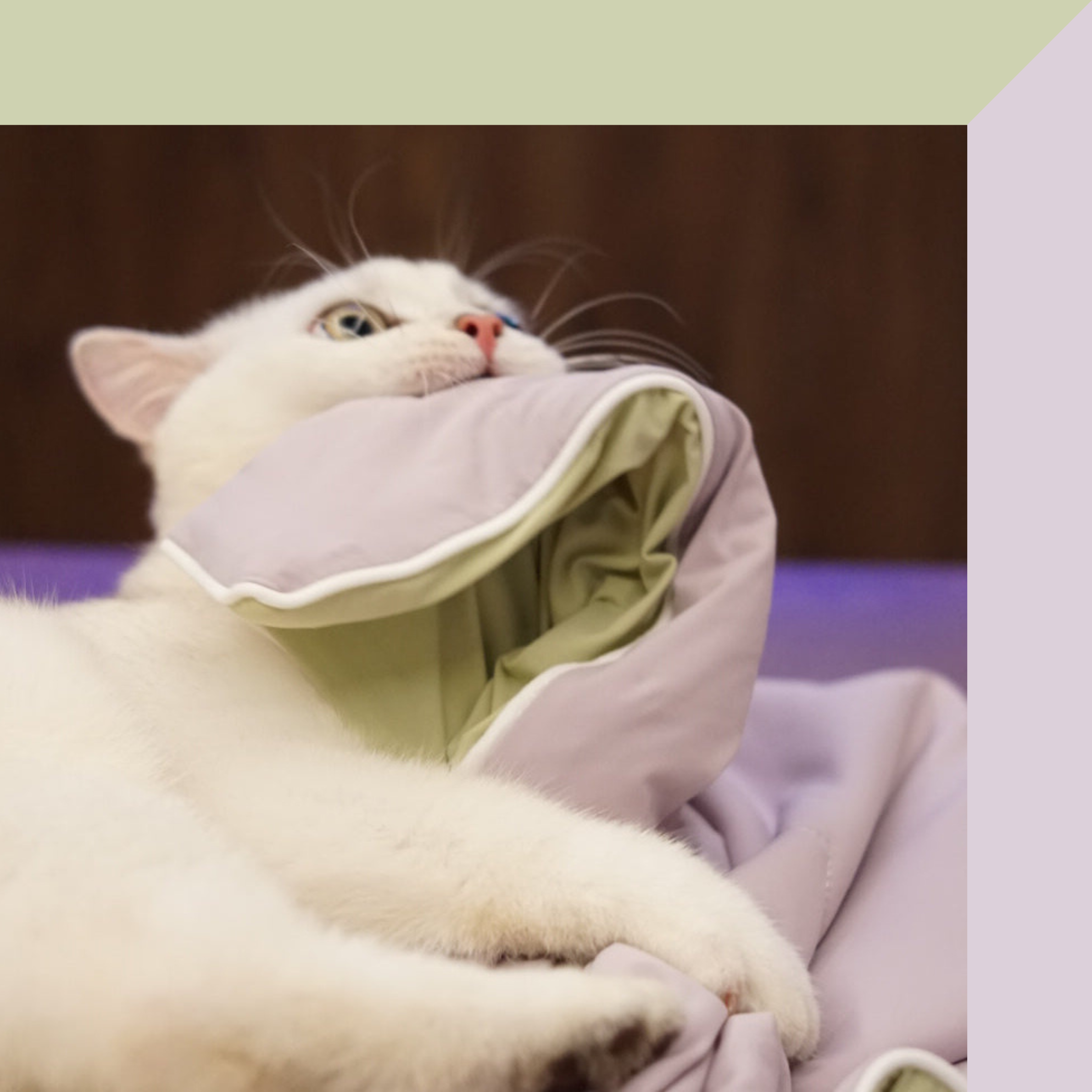 FujiCloud® Taro Matcha Blanket