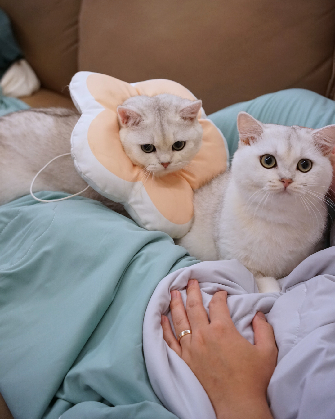 Christmas Pet & Pawrent Bundle