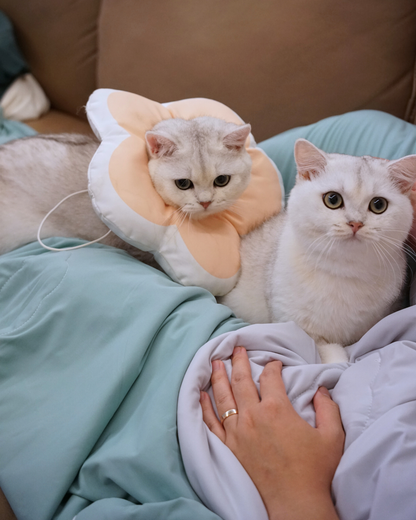 Seasonal Pet & Pawrent Bundle