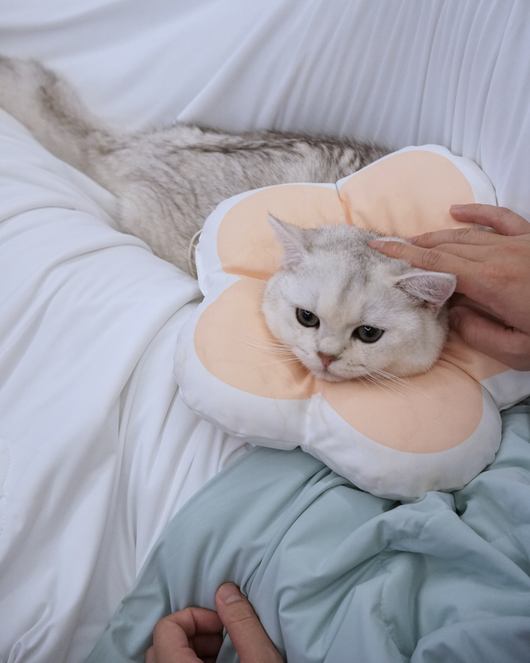 Christmas Pet & Pawrent Bundle