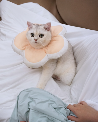 Seasonal Pet & Pawrent Bundle