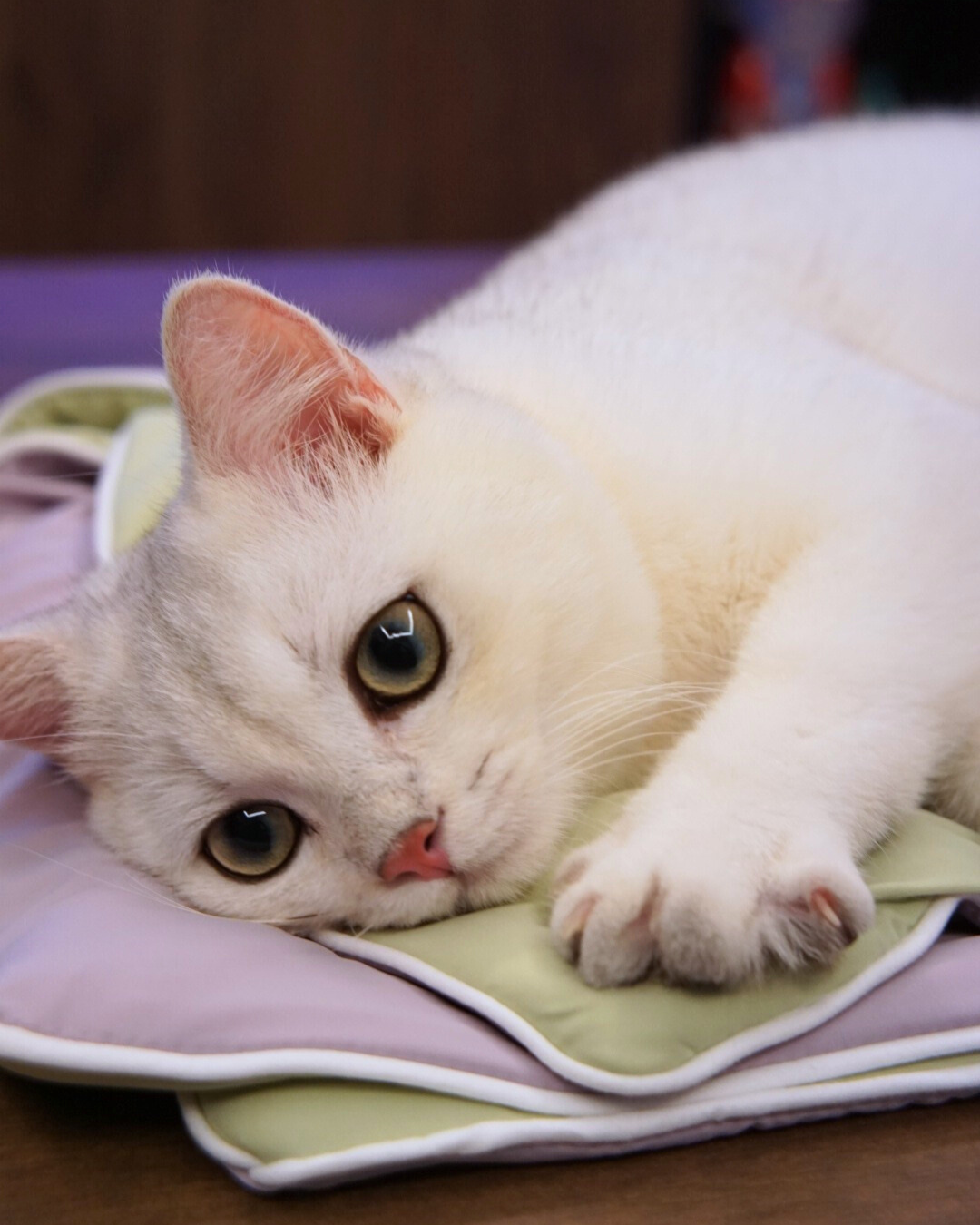 Classic Cloud Blanket Series