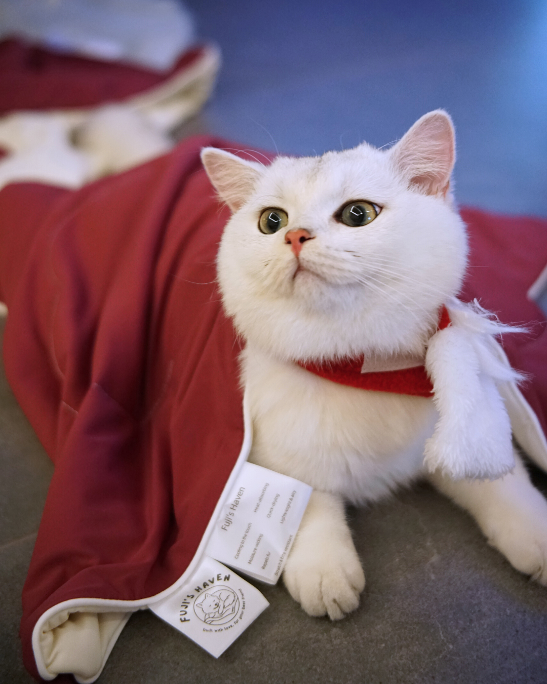 Christmas Cloud Blanket Series