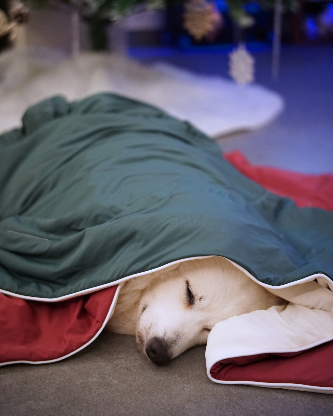 Christmas Pet & Pawrent Bundle