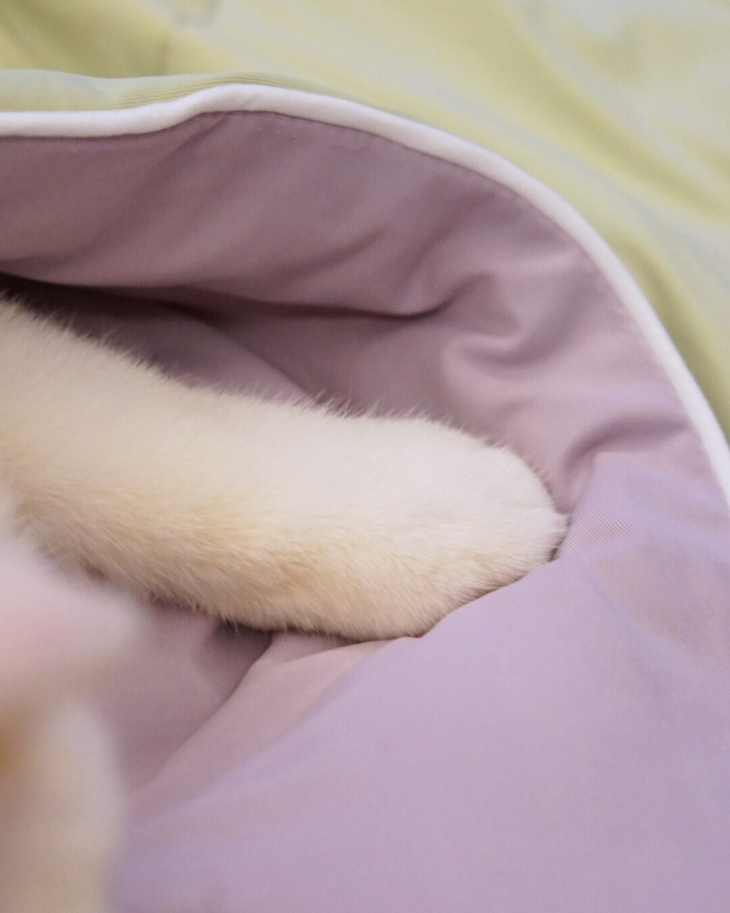 FujiCloud® Taro Matcha Blanket