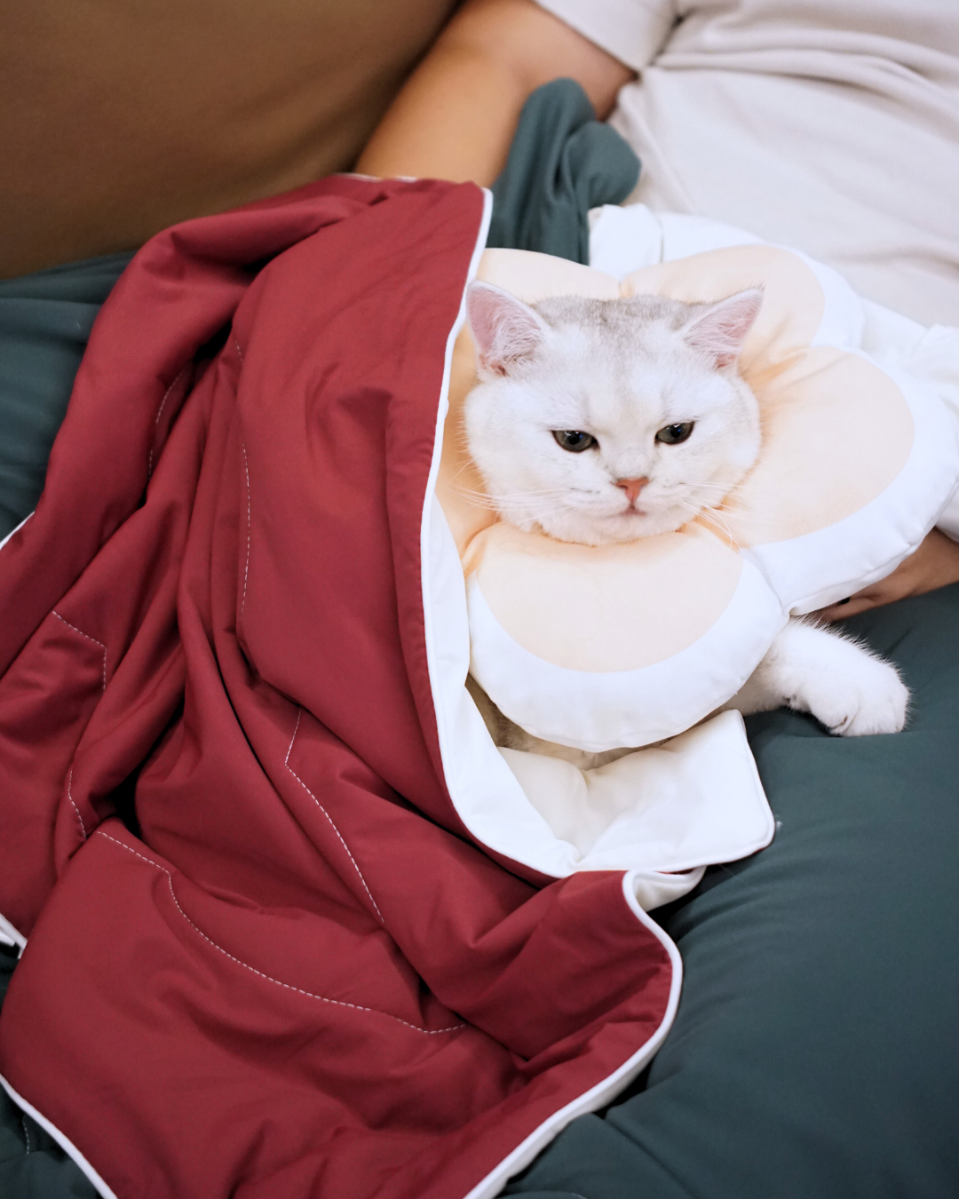 Christmas Pet & Pawrent Bundle