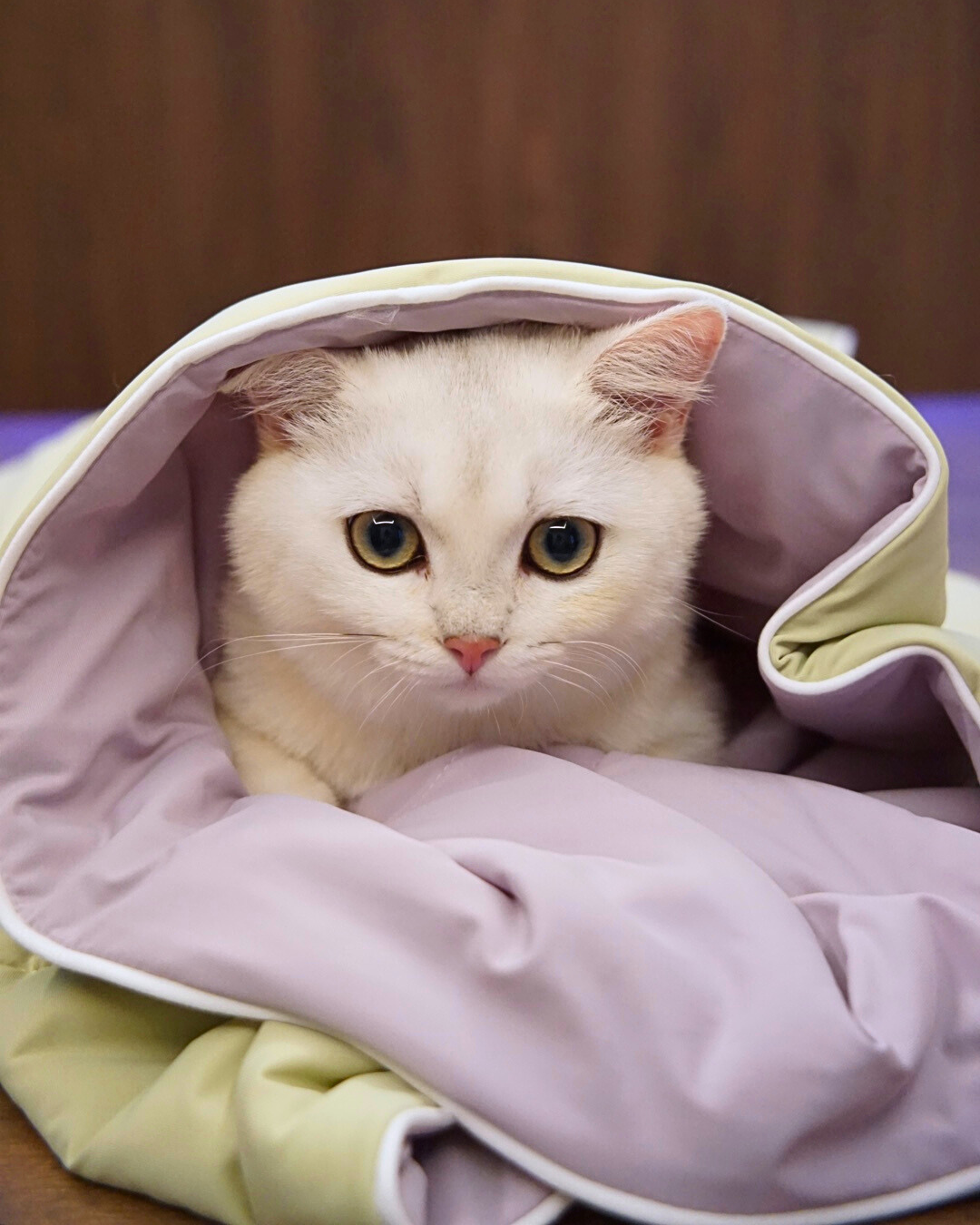 NEW DROP: Taro Matcha & Milk Tea Chiffon Cloud Blankets