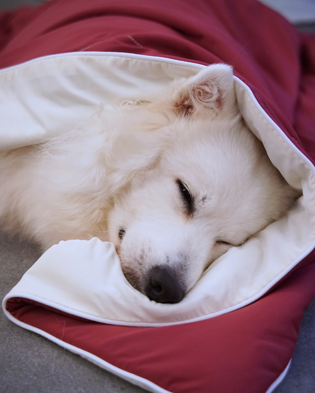 Christmas Cloud Blanket Series