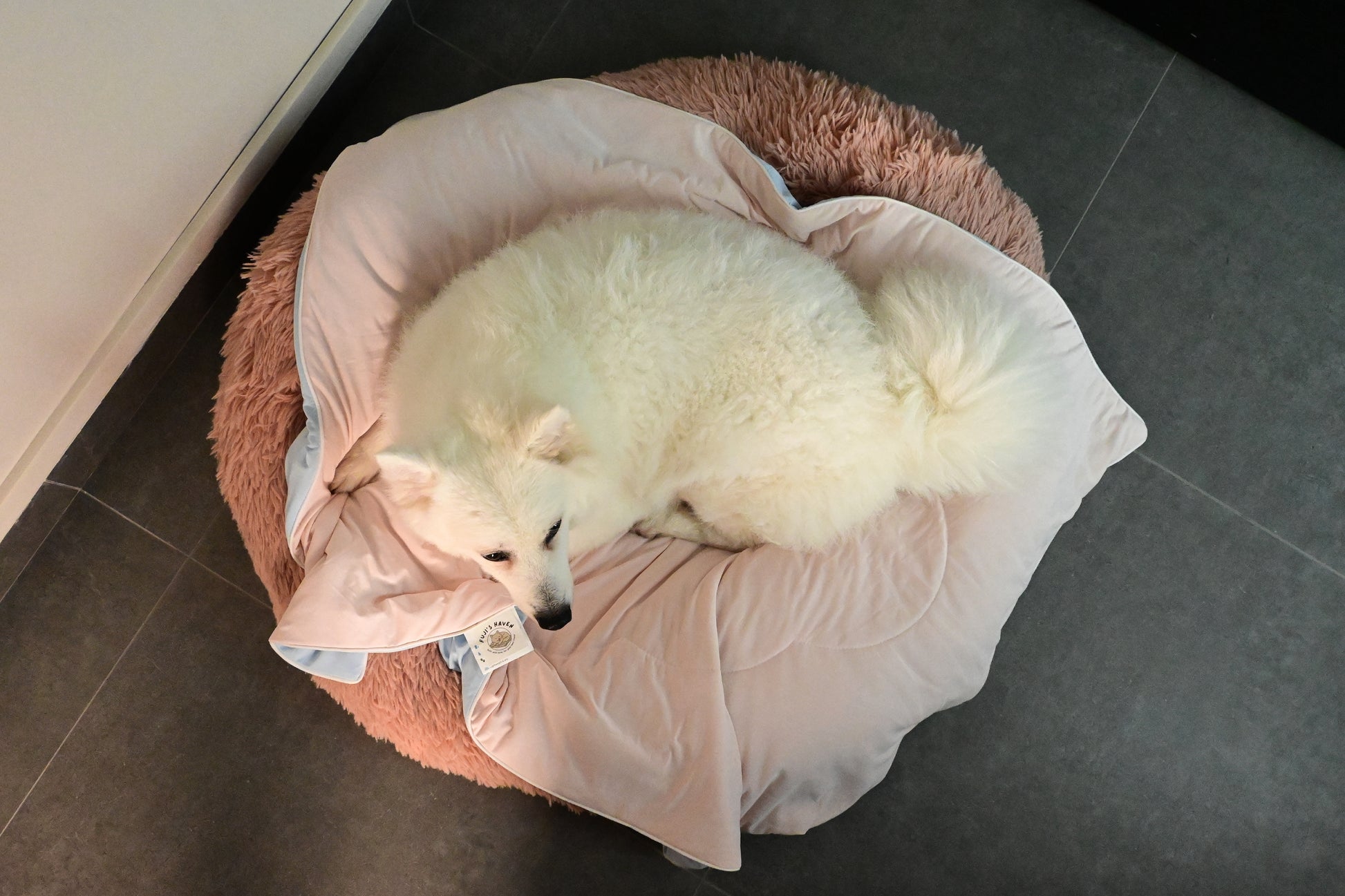 White dog lying on a pink pet bed on a tiled floor