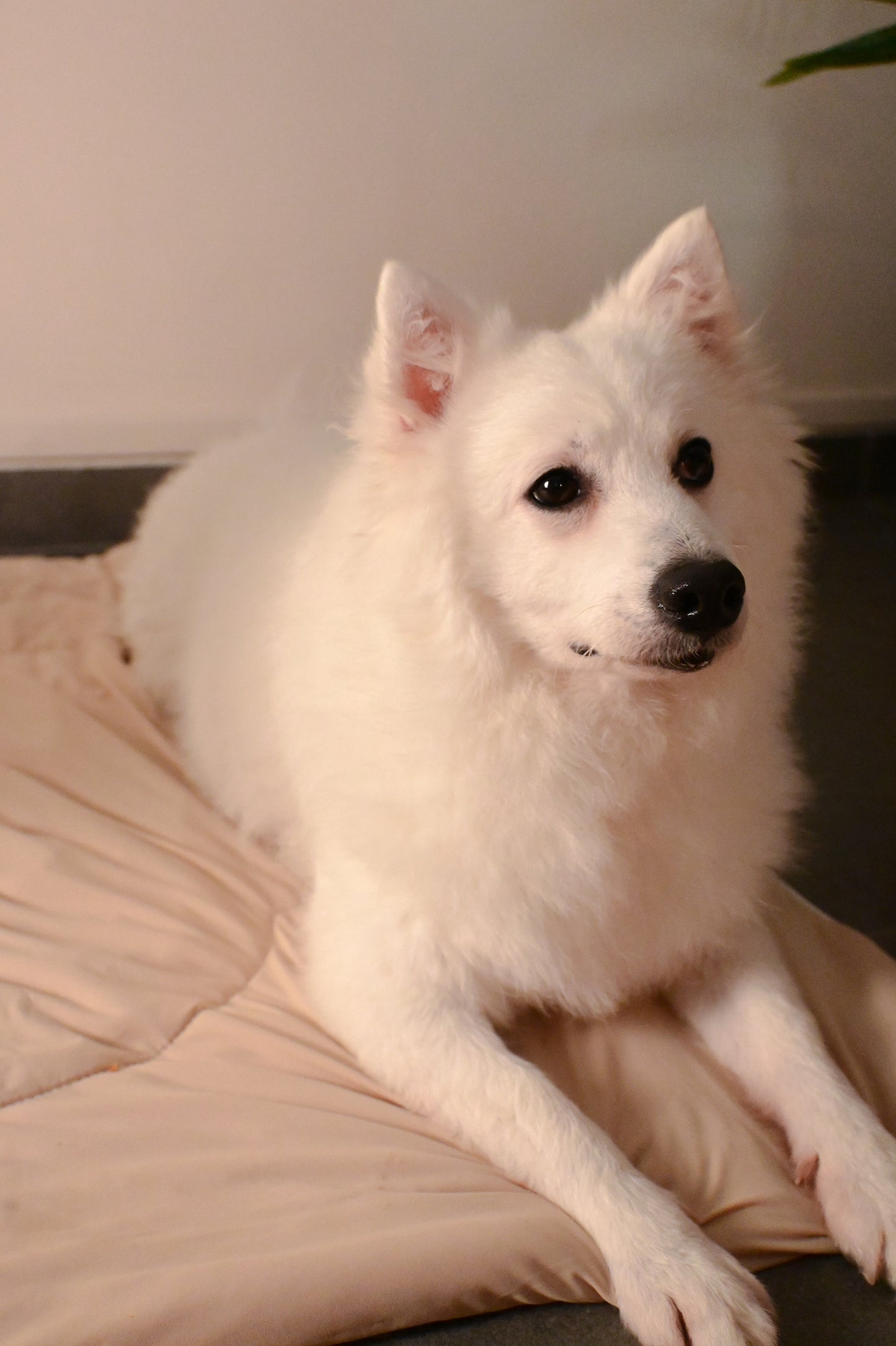 Milk Tea Cloud Blanket